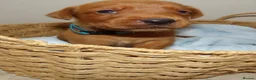 Labrador Retriever dogs for sale: Dark Fox Red Labrador Puppies – Exceptional Lines - Advert 37