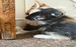 Mixed Breed cats for sale: Mixed breed kittens  - Image 8