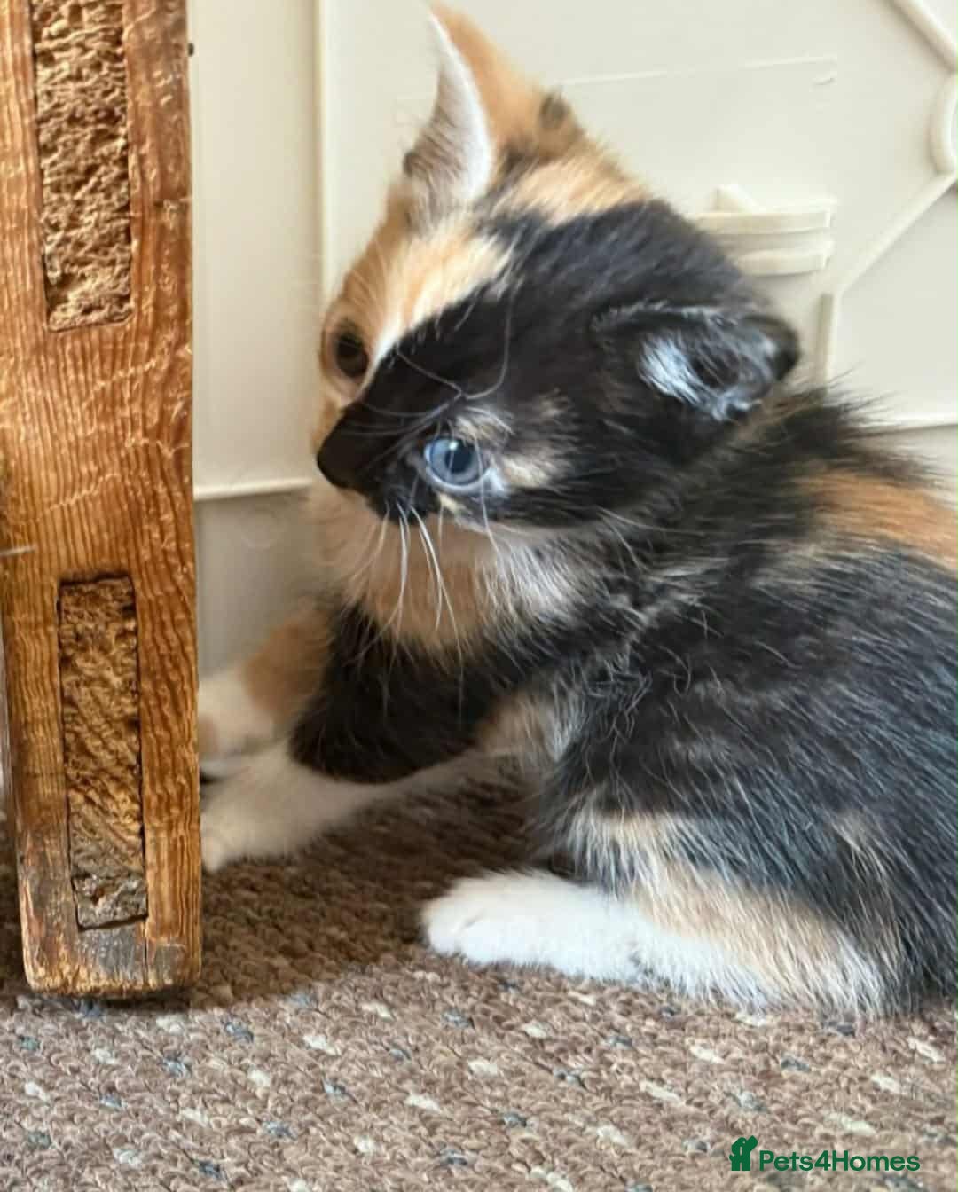Mixed Breed cats for sale: Mixed breed kittens  - Image 8