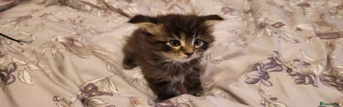 Maine Coon Kitten 2