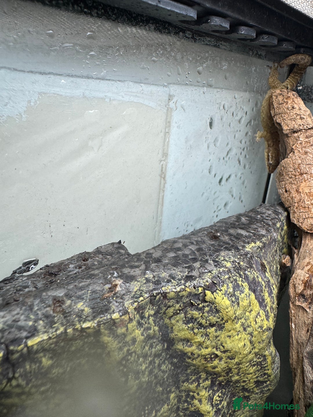 Gecko reptiles for sale: Mourning geckos and eggs and enclose  - Image 6