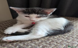 Domestic Shorthair cats for sale: 2 Beautiful Female Kittens Available for Rehoming - Image 4