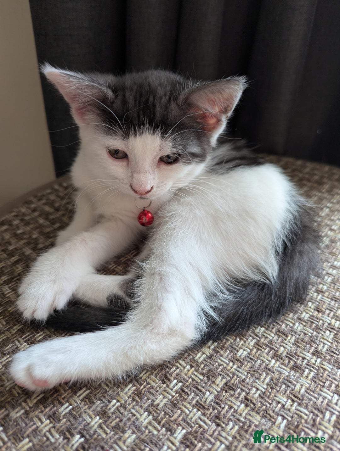 Domestic Shorthair cats for sale: 2 Beautiful Female Kittens Available for Rehoming - Image 4