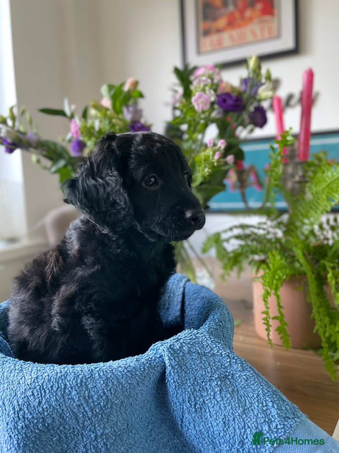 Mixed Breed dogs for sale: Sproodle x cockapoo puppies  - Image 3