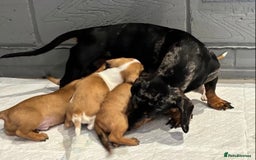 Chiweenie dogs for sale: 6 golden brown/whitecheweenies available  - Image 16