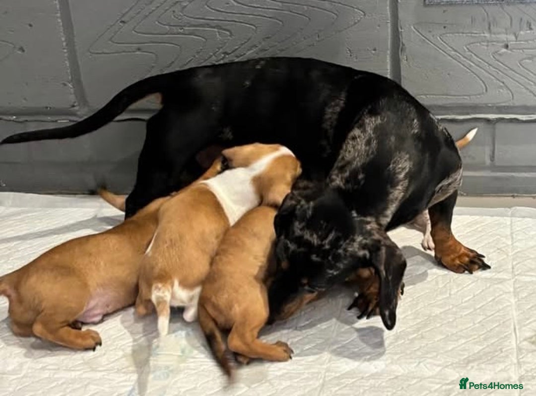 Chiweenie dogs for sale: 6 golden brown/whitecheweenies available  - Image 16