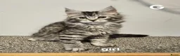 Maine Coon cats for sale: Large Maine Coon kittens regd European bloodline - Advert 6
