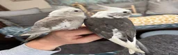 Cockatiels birds for sale: Two hand-reared, exceptionally tame cockatiels - Advert 3
