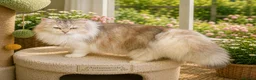 Siberian cats for sale: Ch. Sired Siberian Kittens - ready mid-September in Norwich - Advert 10