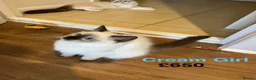 Ragdoll cats for sale: 💖Fabulous Pure Ragdoll Kittens Waiting for Love❤️ - Advert 20