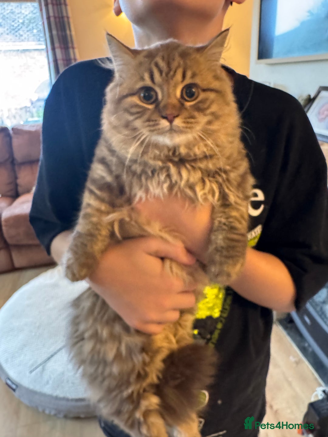 British Longhair cats for sale: Chocolate Tabby BLH boy TICA - Image 2