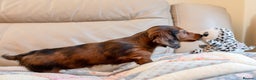 Miniature Dachshund dogs for sale:  Miniature Long-Haired Dachshund Puppies–Red Merle - Advert 22