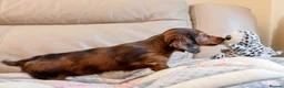 Miniature Dachshund dogs for sale:  Miniature Long-Haired Dachshund Puppies–Red Merle - Advert 35