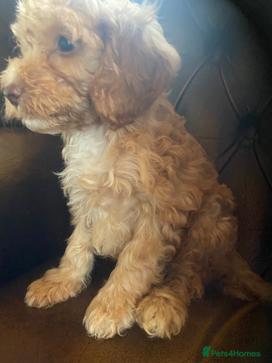 Cockapoo dogs for sale: Cockapoos  - Image 25