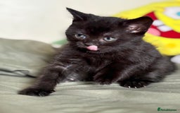 British Shorthair cats for sale: 🐾 Adorable Baby Kittens for Sale! 🐾 - Image 4