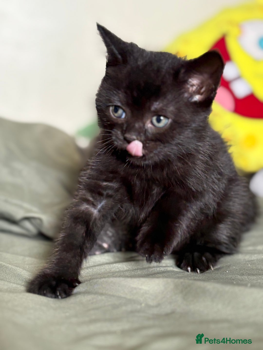 British Shorthair cats for sale: 🐾 Adorable Baby Kittens for Sale! 🐾 - Image 4