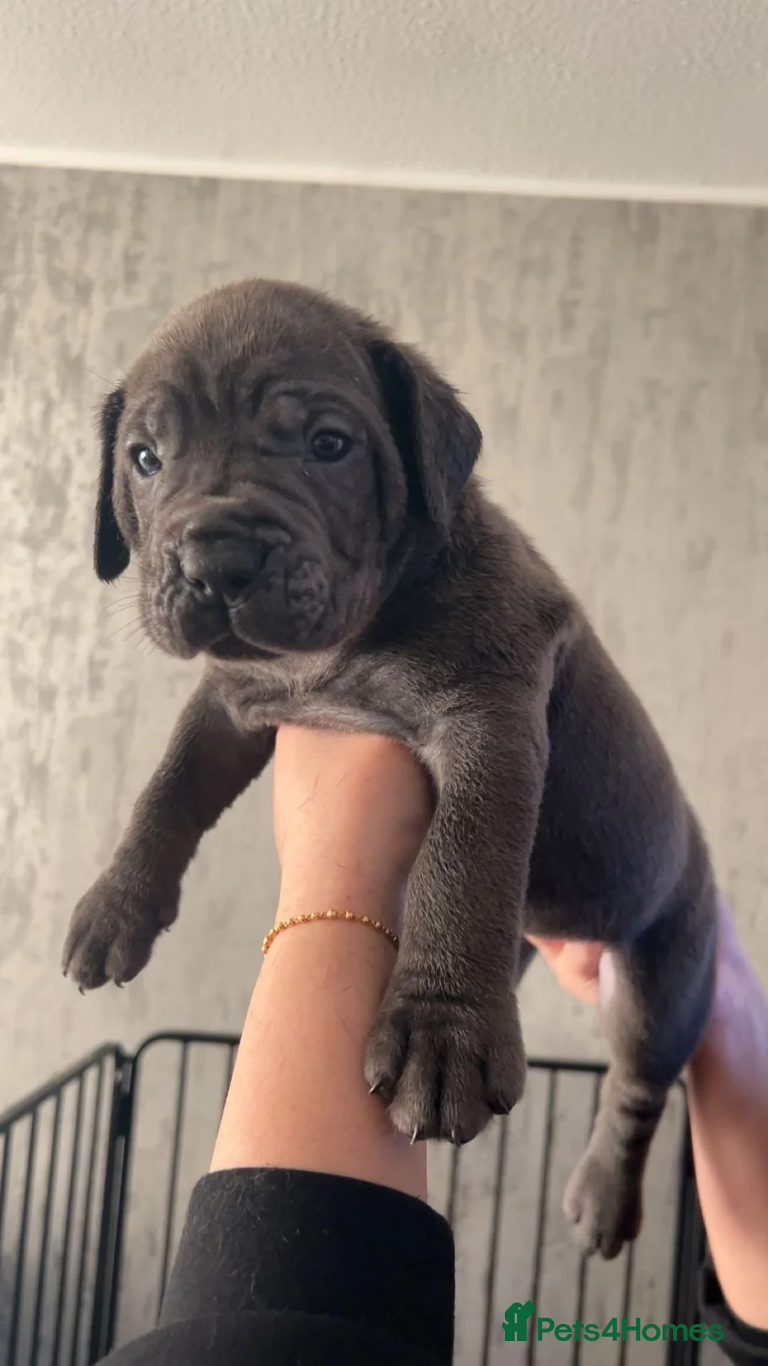 Cane Corso dogs for sale: Pure Blue Cane Corso puppies for sale - Advert 6