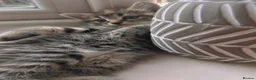 Domestic Shorthair cats for sale: Beautiful little boy ready for his forever home 😍 - Advert 3