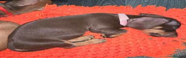 Dachshund 1 male 