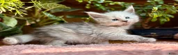 Maine Coon cats for sale: Beautiful Maine Coon kittens - Advert 13