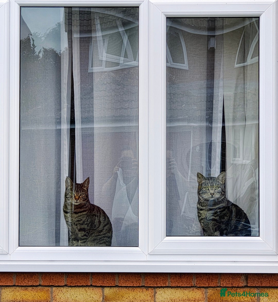 Mixed Breed cats for sale: Bengal Marble & British Shorthair  - Advert 18