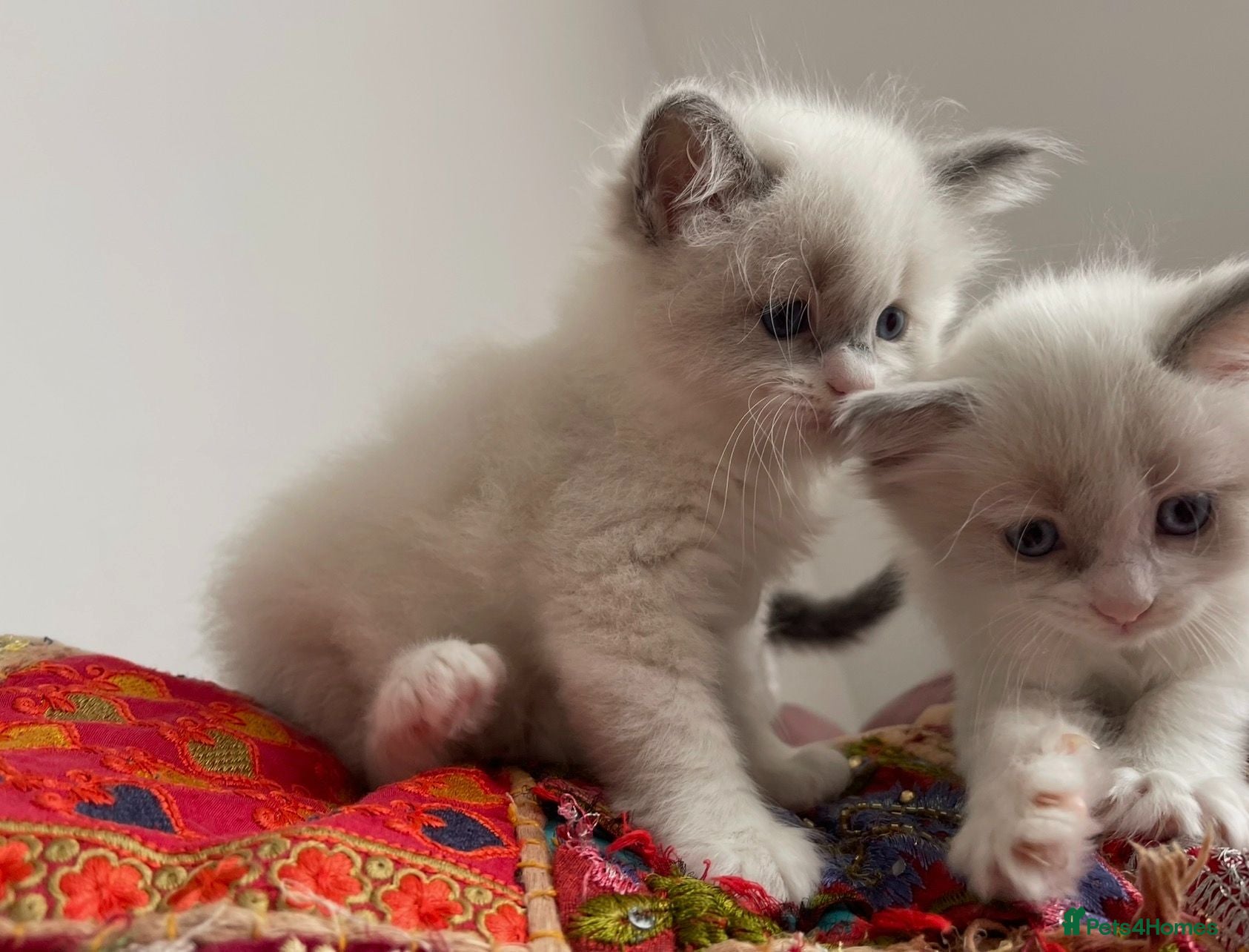Ragdoll cats Child Friendly Ragdoll and Ragdoll Cross Kittens  - Advert 2