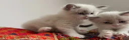 Ragdoll cats for sale: Child Friendly Ragdoll and Ragdoll Cross Kittens  - Advert 23