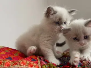 Ragdoll cats Child Friendly Ragdoll and Ragdoll Cross Kittens - Advert 2