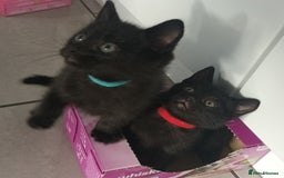 Domestic Shorthair cats for sale: 7 beautiful kittens!!!🐈‍⬛🐈‍⬛🐈‍⬛ - Image 12