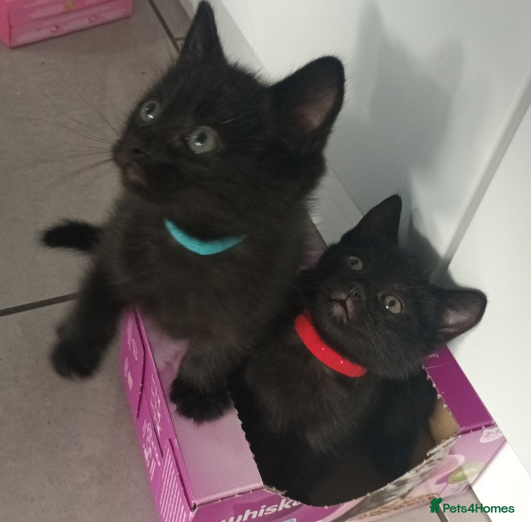 Domestic Shorthair cats for sale: 7 beautiful kittens!!!🐈‍⬛🐈‍⬛🐈‍⬛ - Image 12