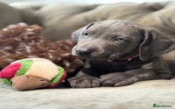 Weimaraner dogs for sale:  Ready next week✨1 Boy & last few Girls Available✨ - Image 1