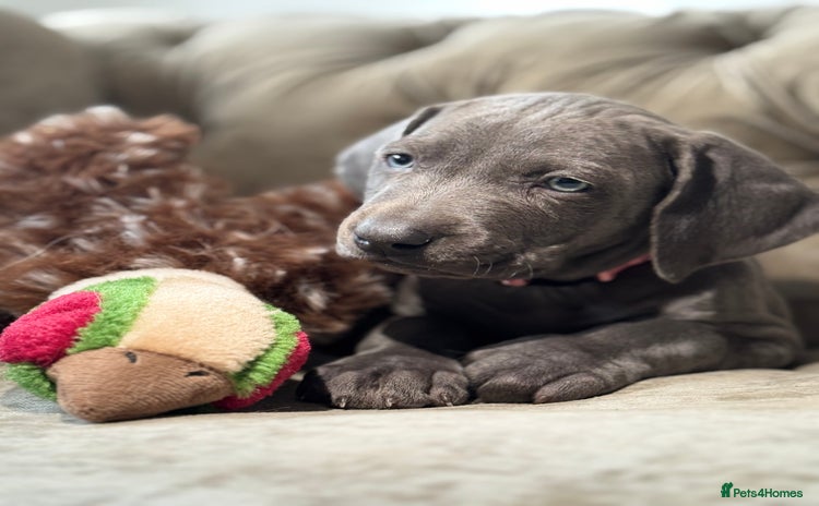 Weimaraner dogs - Advert 2