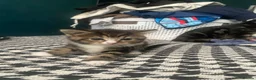 British Shorthair cats for sale: 2 female kittens  - Advert 8