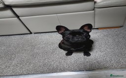 French Bulldog dogs for sale: Brindle girl french bulldog - Image 2