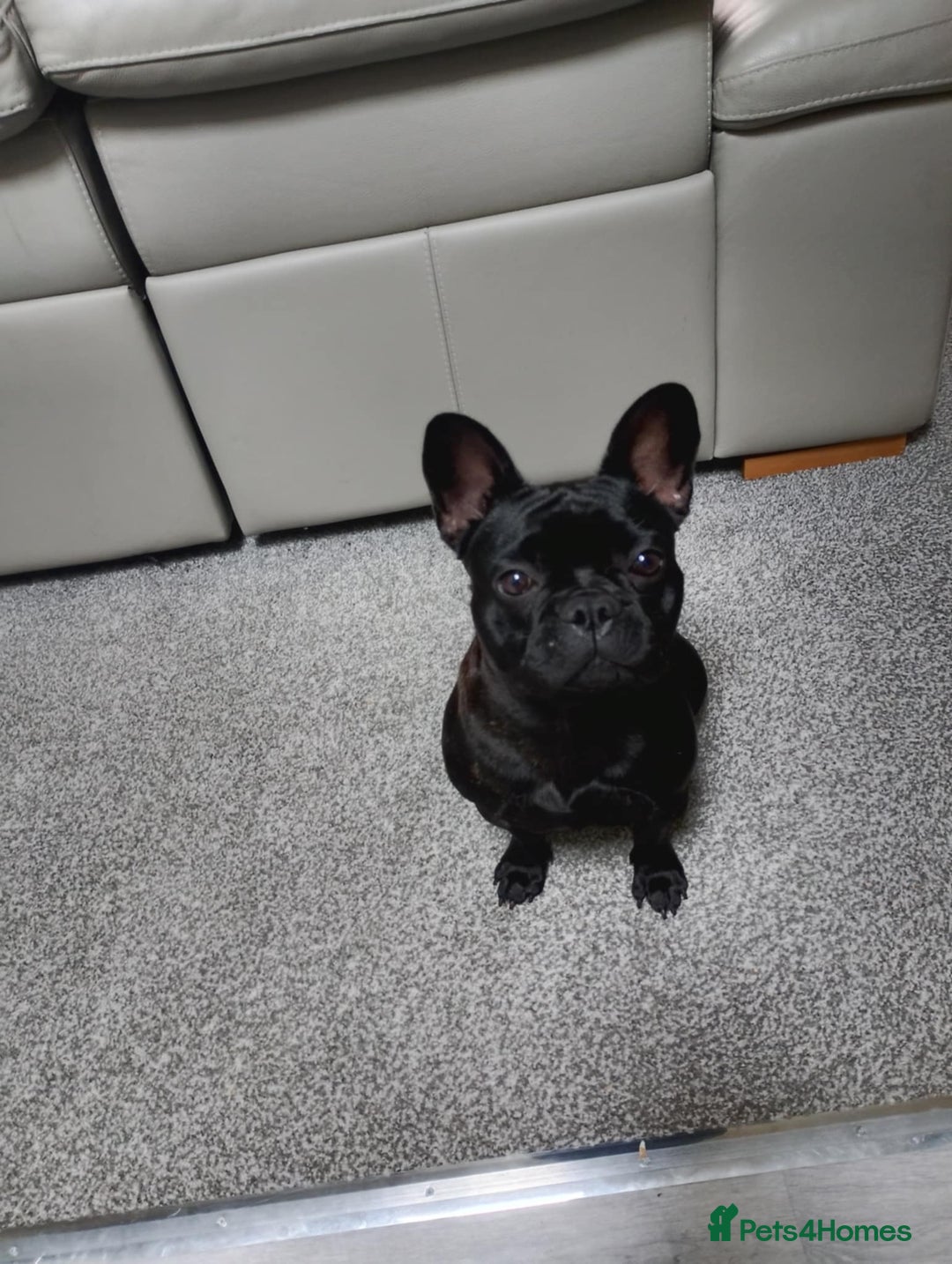French Bulldog dogs for sale: Brindle girl french bulldog - Image 2