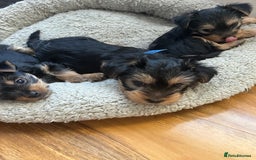 Yorkshire Terrier dogs for sale: Information  - Advert 2