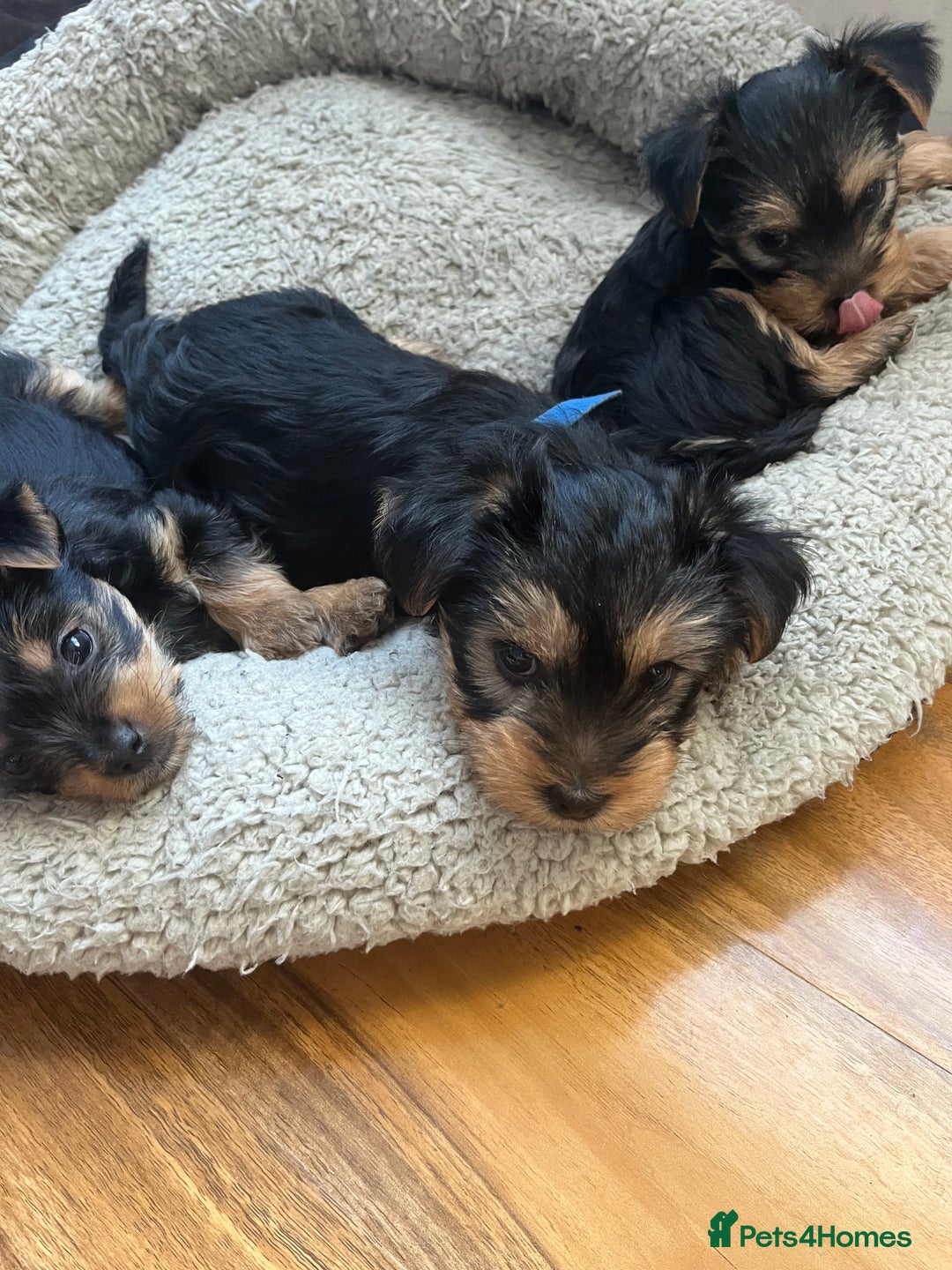 Yorkshire Terrier dogs for sale: Information  - Advert 2