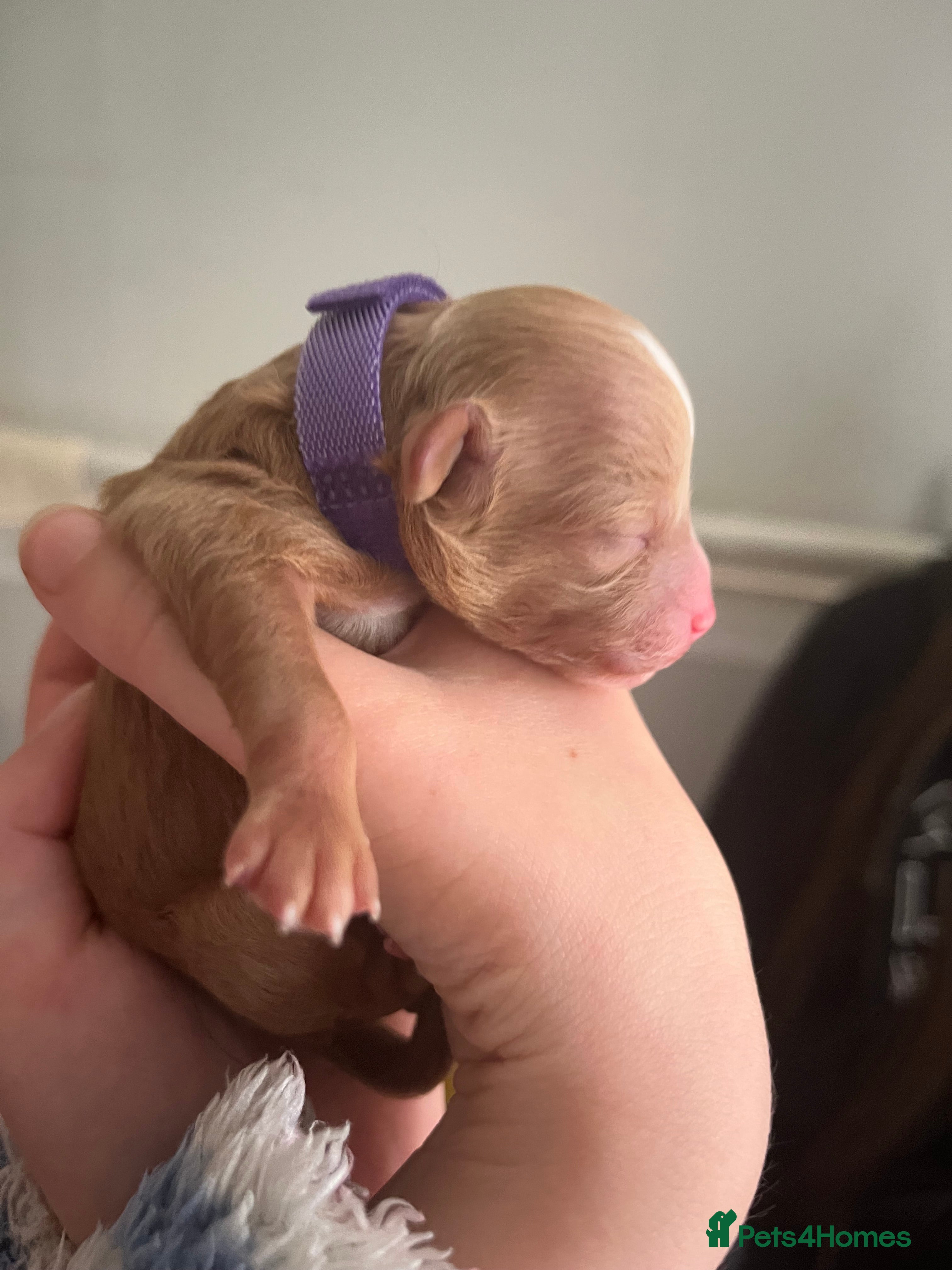 Poochon dogs for sale: Poochon puppies - ready start of school holidays  - Advert 2