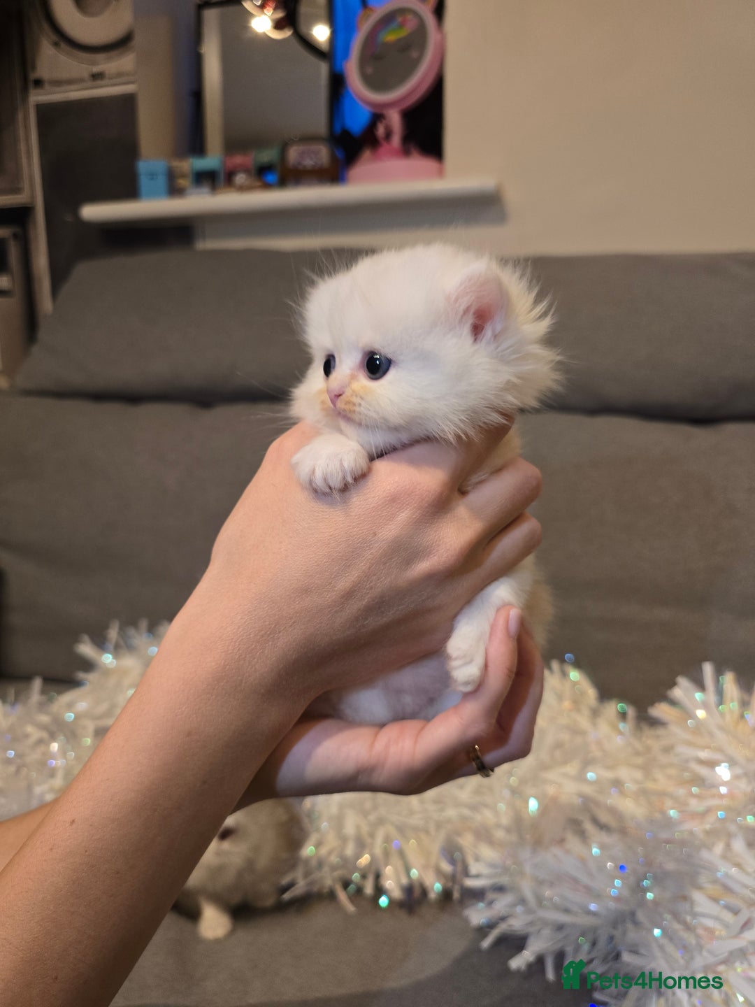 Persian cats for sale: Persian fluffy angels - Advert 11