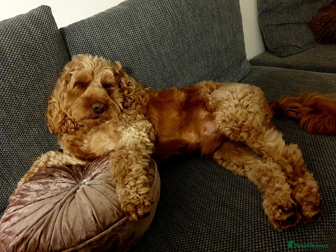 Cockapoo dogs for stud: Proven DNA tested red F1 Cockapoo Charlie for Stud in Milton Keynes - Advert 15