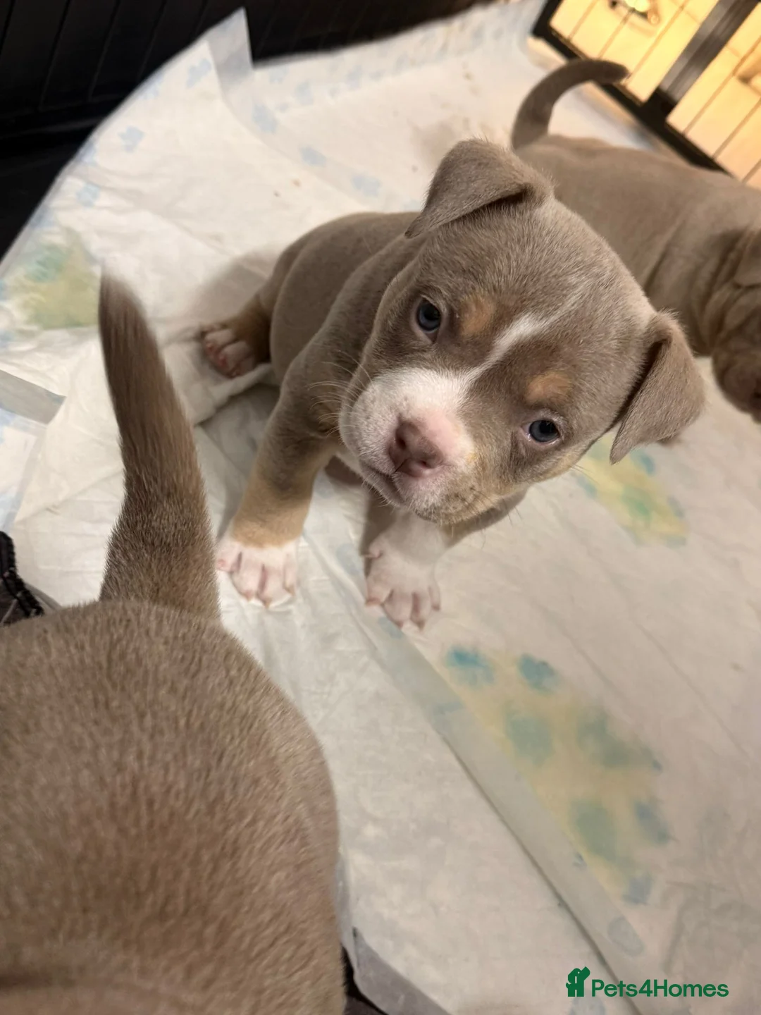 American Bully dogs for sale: American pocket bully’s 🇺🇸 🦍 - Advert 8