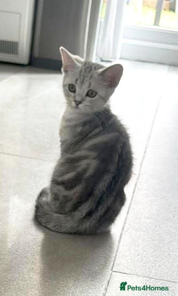 Scottish Fold cats Last Scottish Straight Silver Tabby Boy Available - Advert 1