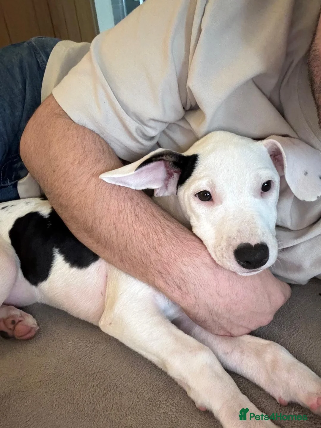 Mixed Breed dogs for sale: Baby girl looking for forever home - Advert 2