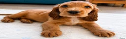Cocker Spaniel dogs for sale: Last KC Golden Show Cocker Spaniel Boy Puppies - Advert 25