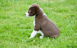 Border Collie dogs for sale: Border Collie Puppies  - Image 6