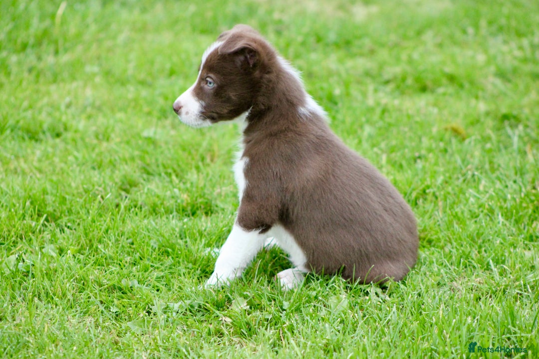 Border Collie dogs for sale: Border Collie Puppies  - Image 6