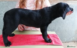 Labrador Retriever dogs for sale: KC Labrador girls, calm, loving and sensible - Image 7