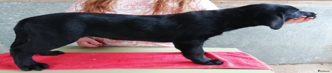 Labrador Retriever Puppy 1