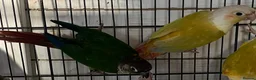Conures birds for sale: Conures - Advert 3