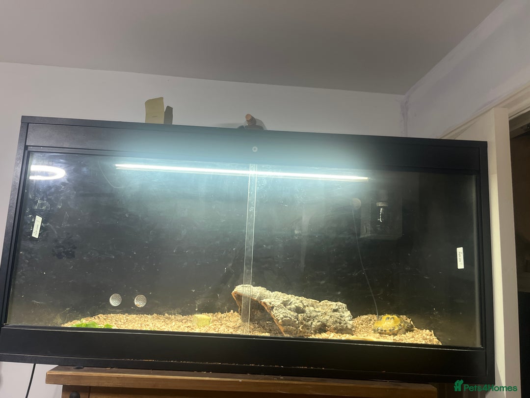 Tortoise reptiles for sale: 5 year old horsefield tortoise  - Advert 2